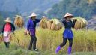 موسمان للأرز في الصين.. ماذا نعرف عنهما؟