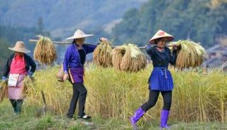 حصاد الأرز في الصين- أرشيفية