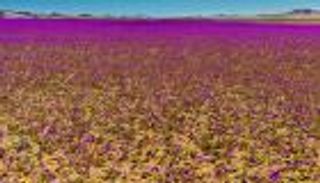 «النينيو» تلون أكثر الصحاري جفافًا بالبنفسجي