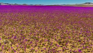 صحراء أتاكاما