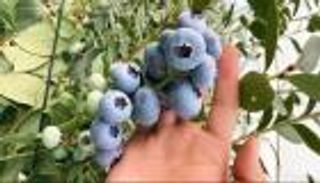 حديقة التوت الأزرق النموذجية بالصين.. تنمية وتطوير