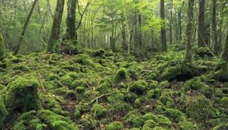 غابة أوكيجاهارا