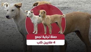 كلاب في تركيا