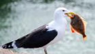 احذر «النورس».. لص المأكولات البحرية في الوجهات السياحية المزدحمة