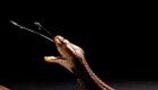 الهيبارين المخفف للدم.. اكتشاف ترياق واعد للدغة الكوبرا