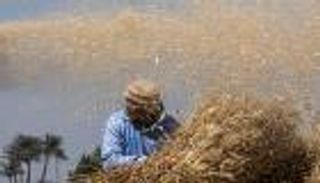 مصر: أسعار استرشادية «مجزية» لمزارعي القمح والقصب والبنجر