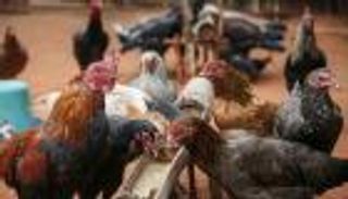 سلالات جديدة من إنفلونزا الطيور تثير قلقا عالميا