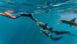 يسبح بين القروش.. شاب كويتي ينجو من الافتراس بهدوء (فيديو)