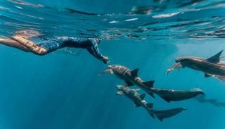 شاب يسبح بين القروش