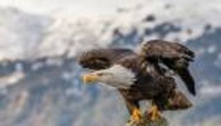 نسر يحطم زجاج سيارة.. ألقى عليها سمكة من السماء (صور)