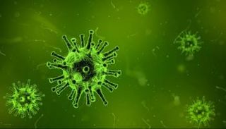 فيروس أوروبوش