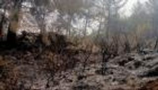 حرائق الغابات في المغرب.. 10 أقاليم تواجه «خطورة قصوى»