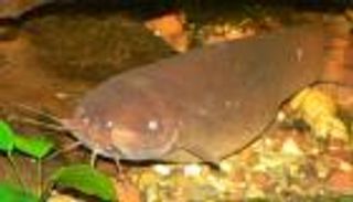 سمك السلور يعوم في شوارع فلوريدا