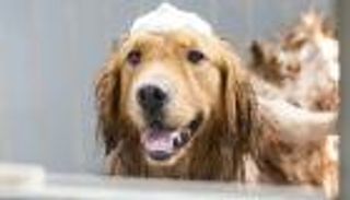 يحتوي على «منشط جنسي».. إطلاق عطر جديد مخصص للكلاب