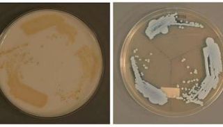 اكتشاف نوع جديد من فطر "المبيضات أوريس" القاتل
