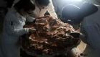 «رب ضارة نافعة».. أمطار غزيرة تكشف عن أقدم حفرية ديناصور في العالم