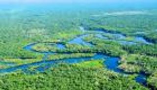 القضاء على مئات الكيلومترات من غابات الأمازون في شهر.. فزع مناخي مفاجئ