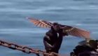 «طائر صيني» يهدد بتغيير موازين الحروب