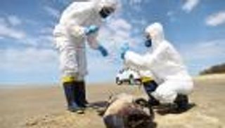 مخاوف من السلالة المتحورة لفيروس (H5N1).. هل تكون الوباء «إكس»؟