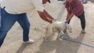 داء الكلب يضرب تونس بـ9 وفيات.. وتحذير من «كارثة»