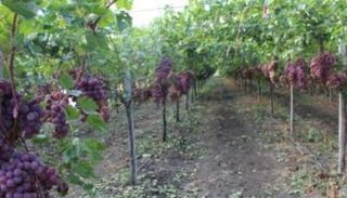 صورة من حقول العنب بقرمبالية