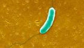 التهاب اللفافة الناخر.. قصة معاناة بريطانية مع مرض يأكل لحوم البشر