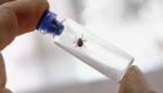 تسجيل إصابة طفل كندي بفيروس «بوسان».. هل الأعداد مرشحة للزيادة؟