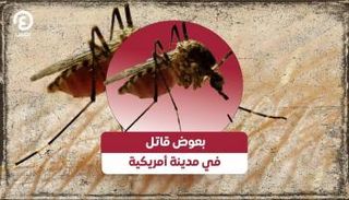بعوض قاتل في مدينة أمريكية