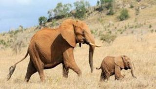 الأفيال ضحية للجفاف في ناميبيا
