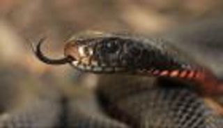 الثعابين تقتل 138 ألف إنسان خلال عام.. و«الصحة العالمية»: قتلها ليس الحل