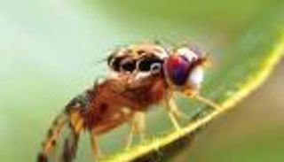 كيف يؤثِّر الجوع على التعلّم؟ ذبابة الفاكهة تجيب