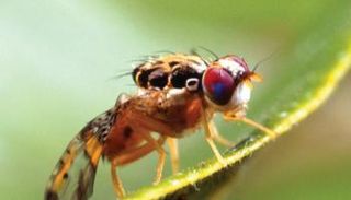 ذبابة الفاكهة قدمت إثباتاً علمياً حول تأثير الجوع على التعليم