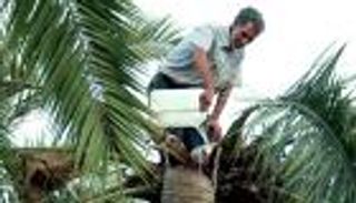 «اللاقمي».. مشروب يدمر مزارع النخيل في ليبيا (خاص)