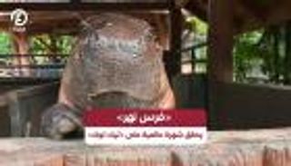 «فرس نهر» يحقق شهرة عالمية على «تيك توك»