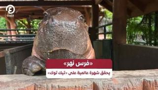 فرس النهر الصغير "مو دينج"