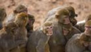 فيروس إيدز القرود.. بارقة أمل جديدة بعد «السيطرة على التكاثر»