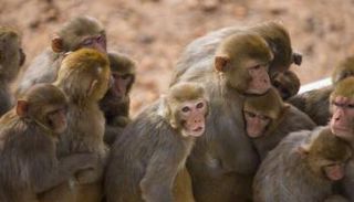 9 من كل 10 قرود مصابة سيطرت على الفيروس بعد العلاج الجديد