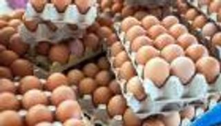 سعر البيض في مصر.. مبادرة مشتركة لخفض «الكرتونة» إلى 150 جنيها