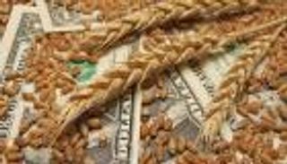 أسعار القمح اليوم.. «الروسي» يرتفع إلى 217 دولاراً للطن