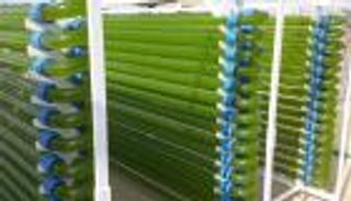 مكتشف دواء «نالينا فارو» لـ«العين الإخبارية»: فتحنا الكنز الدوائي للطحالب