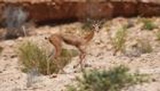 مشاهد تحبس الأنفاس.. الخدمة المدنية الأمريكية تنقذ غزالًا عالقًا (فيديو)