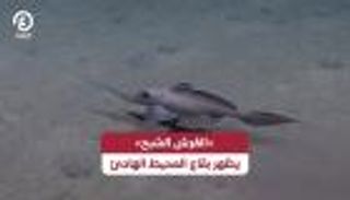 «القرش الشبح» يظهر بقاع المحيط الهادئ