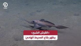 القرش الشبح