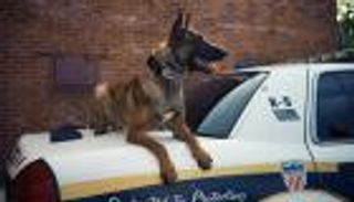 ممر شرفي لكلب أصيب بالسرطان (فيديو)