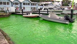 لماذا تحولت مياه ميناء سيدني إلى الأخضر؟