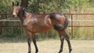 الحصان العربي &laquo;الوصيف&raquo;.. هذه هي أغلى الخيول في العالم