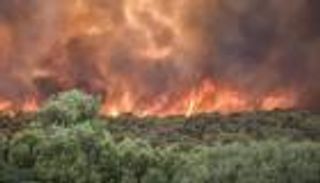 ممثل الدفاع المدني: حريق باجة أتى على هكتار ونصف من الأشجار الغابية في تونس (خاص)