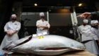 تزن 276 كيلوغراما.. سمكة تونة بـ1.3 مليون دولار