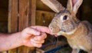 مركز مكافحة الأمراض الأمريكي: ارتفاع حالات «حمى الأرانب» بين البشر