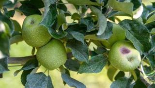 زراعة التفاح في أمريكا